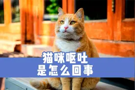 猫咪呕吐是怎么回事？5种原因，主人别轻视