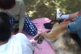 德國大狼狗的脚被刺扎到了,要一家人按住做拔刺手術视频封面