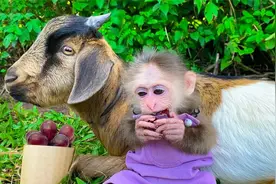 小猴子不仅会上树摘葡萄，还能驾驭山羊驼它回家，太神奇了视频封面