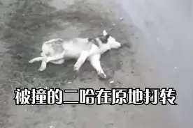 被撞的二哈在原地打转视频封面