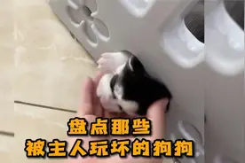 盘点那些被主人玩坏的狗狗，狗子都被整郁闷了。