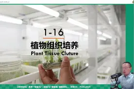 实验16 菊花的组织培养视频封面