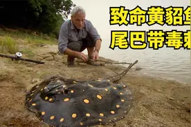 致命黄貂鱼，尾巴带毒刺，杰瑞米·瓦德都不敢靠近视频封面