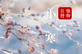 “三九”是什么意思？为何天气更冷却“生气”萌发呢？