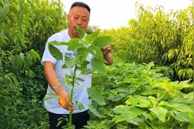 这种野菜必须要了解，它不含草酸“护肝明目”作用大，来了解下吧视频封面