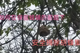 在没有防蜂服而且要保存蜂蛹的前提下，如何安全铲除胡蜂窝，讨论