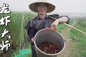 小龙虾泛滥，这个地方竟然抓不完，济公松抓一堆虾大饱口福视频封面
