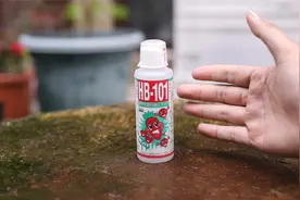 养花快养死了怎么办？园艺师教你，用HB101，可以迅速救活花卉