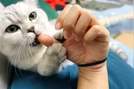 银渐层六个月开始疯狂掉毛，主人一摸一手猫，可以做毛毯了视频封面