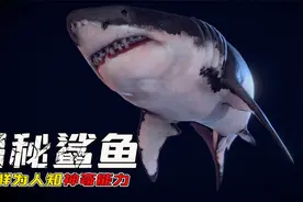 科普时间，揭开鲨鱼5个隐藏秘密！巨齿鲨和大白鲨什么关系？视频封面