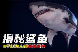 科普时间，揭开鲨鱼5个隐藏秘密！巨齿鲨和大白鲨什么关系？视频封面