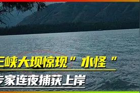 三峡大坝惊现“水怪”？专家连夜捕获上岸，庐山真面目终公布于众视频封面