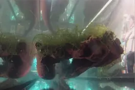 电鳗每隔1.5秒放电一次，科学家抓来几只电鳗，准备将其用来发电视频封面