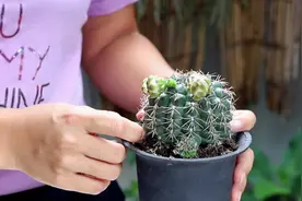 仙人球根腐不要急，这里处理一下，很快球体饱满，开花不断视频封面