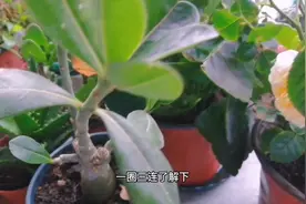 “沙漠玫瑰”叶片被冻伤，别急着剪掉，挪个位置，或许就可以恢复视频封面