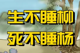 农村俗语：“生不睡柳，死不睡杨”，这背后是啥道理你知道吗？视频封面