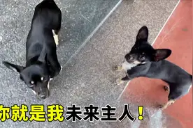 摸了一只流浪狗，竟被它找上门，为了有家它努力讨好宠物狗视频封面