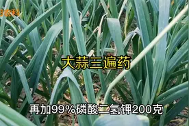 大蒜三遍药配方自己配制，只需几块钱，就能配出高产、治病套餐视频封面