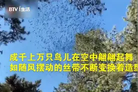 北京潭柘寺 “鸟浪”奇观是如何产生的？视频封面