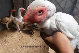 斗鸡生病肿脸了怎么办，肿的太大了，治疗下看看咋样吧视频封面