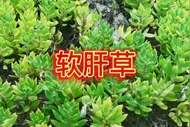 贵州野生的狗牙瓣草是道好野菜，可以凉拌，可以吃火锅，还能榨汁视频封面