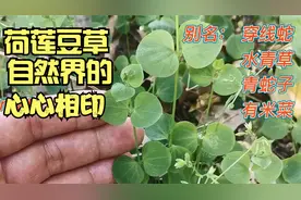 穿线蛇是一种什么蛇？不，它是你身边一种心心相印的植物，很美
