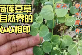 穿线蛇是一种什么蛇？不，它是你身边一种心心相印的植物，很美视频封面