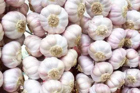 紫皮大蒜和白皮大蒜到底哪个更好？老蒜农告诉你，以后别再瞎买了视频封面