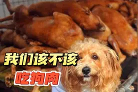 中国每年宰杀1500万条狗!连宠物狗都被害，狗肉到底该不该吃?视频封面