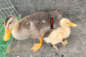 上万柯尔鸭和5元鸭子有什么区别？对比1个月小鸭子