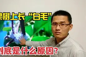 苹果树上春天出现的“白毛”到底是什么东西？像杨絮一样。视频封面