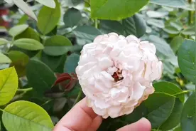 克里斯蒂娜公爵夫人月季，长势非常快，多头勤花，值得入手视频封面