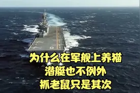 为什么在军舰上养猫？潜艇也不例外，抓老鼠只是其次