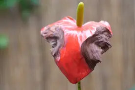 红掌花朵出现枯边发绿，居然是这个原因，可以改善