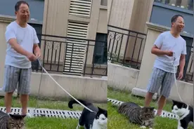大叔收养2只流浪猫，猫咪体格惊人，网友：大爷改行养猪一定发财视频封面