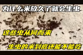 为什么米放久了就会生虫，这些虫从何而来，米到底还能不能吃视频封面