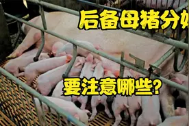 第一胎的母猪分娩，注意哪些能养得更好？建议长按点赞视频封面