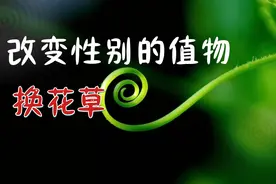 神秘草药可决定生儿生女？换花草到底隐藏了什么秘密.竟这么恐怖视频封面