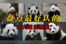 盘点最好认的6只大熊猫，每一只都独具特色，你认识哪几只？