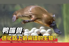 鸭嘴兽究竟有多奇葩？卵生孵化再哺乳，它比你想得更离谱！