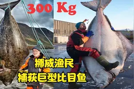 挪威渔民捕捞巨型比目鱼，体长一米七重180斤，牛人2分钟分解完成视频封面