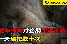 成年海狗对企鹅图谋不轨，一天侵犯数十次，为何情有独钟？视频封面