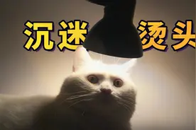 太好笑了，北方猫第一次到南方过冬，它们竟然会这样取暖！视频封面