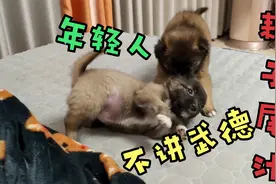 小奶狗打架无下限被主人臭骂，委屈得躲在角落生闷气，好逗视频封面