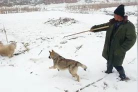 山西农村，大哥放羊带只牧羊犬，赶羊的好帮手，大家感觉怎么样？视频封面