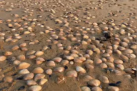 大风过后赶海，海边刮来大片蛤蜊，小斗还抓到咬着海虾的扇贝视频封面