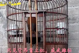 极品画眉王开屏大唱学蝉鸣，还能拉着警报说人话，真是绝了