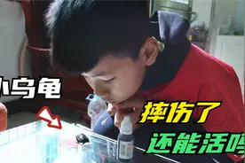 小乌龟从三楼摔下来，希希心疼坏了，赶紧给它上药看能否救活视频封面