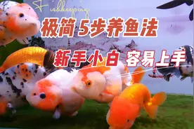 新手容易上手的极简5步养鱼法，这些皮实好养的观赏鱼，不死鱼了视频封面