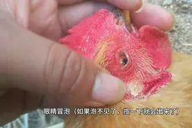 发现鸡眼睛冒泡、流泪、甩鼻，看小伙怎么治好得快？视频封面